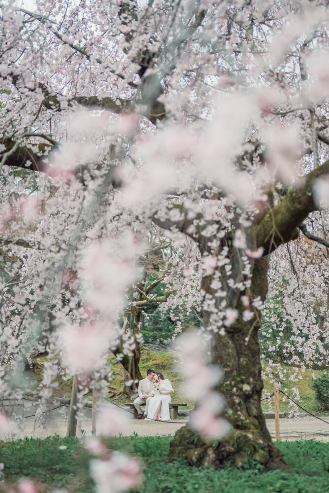 A romantic couple sitting on a bench beneath the famous weeping cherry tree at Maruyama Park in Kyoto during a spring elopement and pre wedding photoshoot.