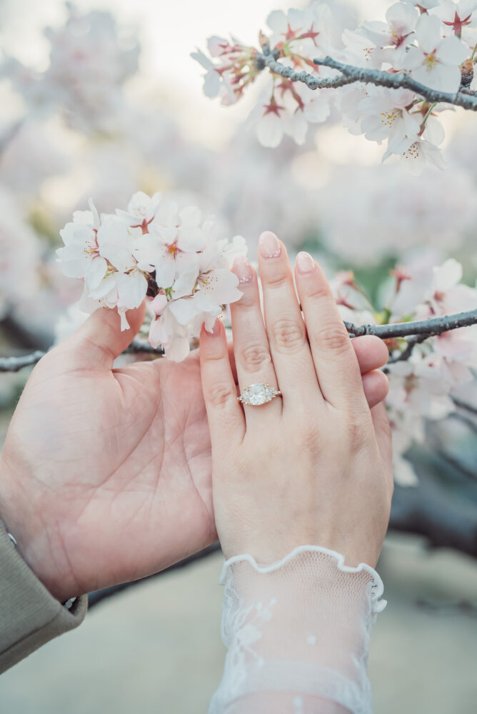 An engaged couple celebrating their proposal with an engagement ring in front of cherry blossoms in Higashiyama Kyoto during a spring photoshoot.
