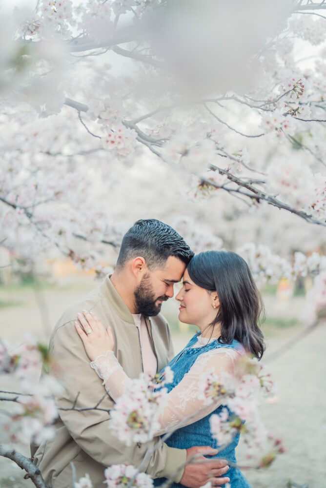 A romantic couple touching foreheads beneath cherry blossoms in Higashiyama Kyoto during a Kyoto spring engagement photoshoot.